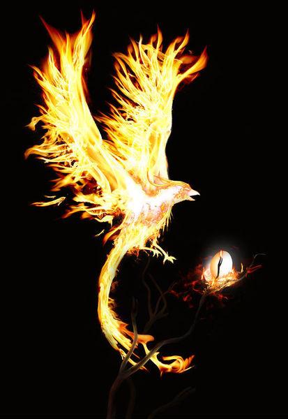Phoenix Nirvana _900字