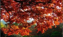 冬天里的一把火_650字