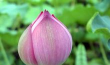 生命因善良而精彩_650字