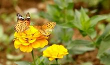 被春风吹醒的绿色情怀_700字