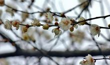 在白梅盛开的时节_700字