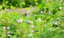 青青瓦房下_1500字