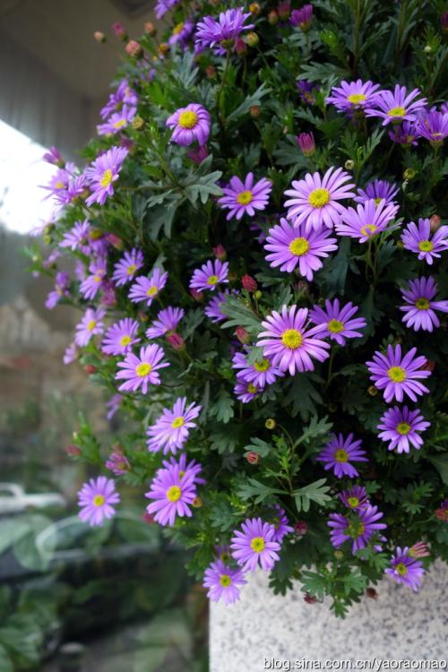 春天到心脏_800字