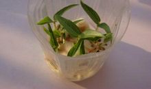 绿豆发芽——观察日记6则_900字