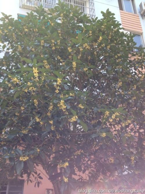 观察日记 -  Osmanthus _450字