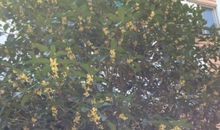 观察日记——桂花_450字