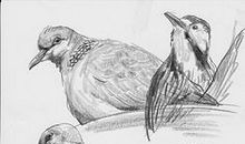 叶落知秋，一场漫游_550字