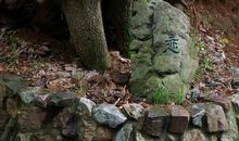 与树之间_1200字