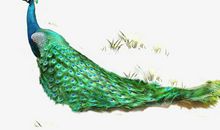 漂亮的孔雀_650字