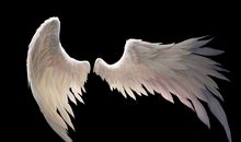 没有翅膀的鸟_450字