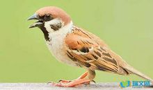 读《麻雀》有感_600字