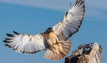 张元斡：石州慢