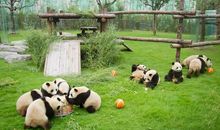 游上海野生动物园_800字