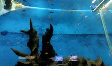 游极地海洋世界_1200字