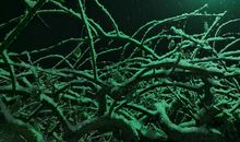 又是一年飘雪时_550字