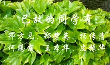 诠释，已逝的记忆_900字