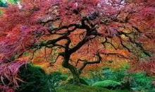 痛哭是一种幸福_200字