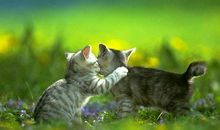 关于动物的作文：我们家的猫_600字