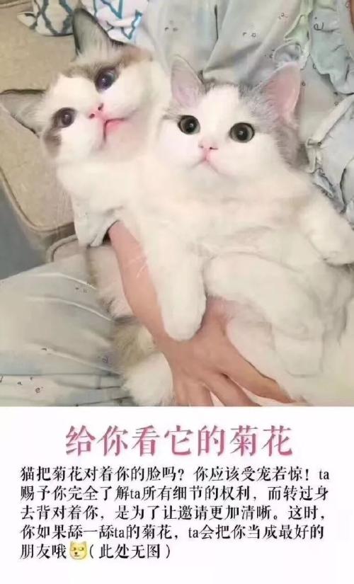 与动物的组成：我爱小猫_1500字