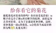 关于动物的作文：我爱小猫_1500字