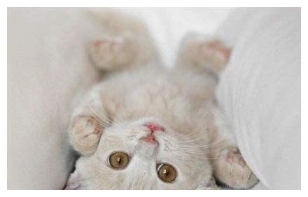 关于动物成分：Kittena _700字