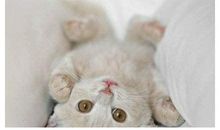 关于动物的作文：小猫咪娜_700字