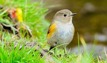 关于动物的作文：小鸟笑了_800字