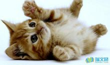 关于动物的作文：一只听海风的猫_1200字