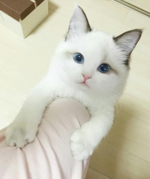 动物上的组成：狐狸和猫_800字