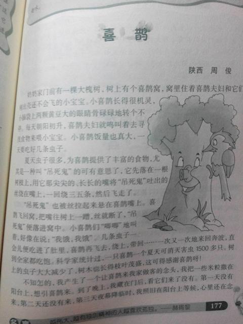 与动物的组成：我的猫_1200字