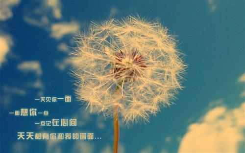 蒲公英的方向_450字