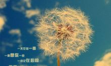 蒲公英的方向_450字