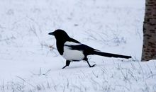 关于动物的作文：坚强的小鸟_550字