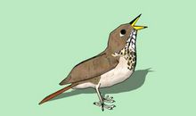 关于动物的作文：与一只小鸟的邂逅_650字