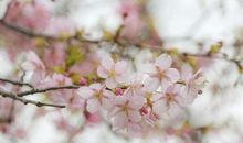 花儿在努力开放_800字