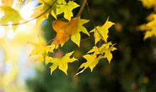 在这秋叶落尽的时光_650字