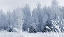 冬天好段好句：冰天雪地_800字