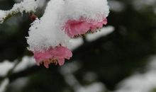 冬天好段好句：雪花飘飘扬扬_900字