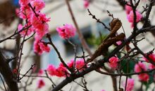 冬天好段好句：冬天，松树、腊梅_750字