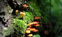 大森林里的故事_1200字