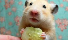 可爱的小仓鼠_600字