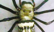 龙眼鸡，巨蜘蛛，箭毒蛙_2000字