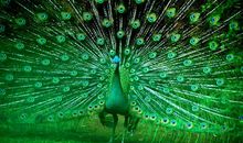 由孔雀开屏想到的_350字