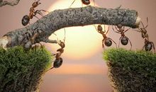 蚂蚁为什么不会迷路 _750字