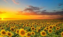 那朵开得正艳的向日葵_800字