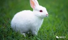 动物好段好句：描写动物的好句好段_800字