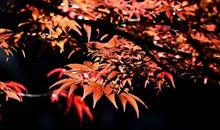 枫叶的乡情_350字