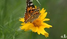 痴恋情花 尽散风流_800字