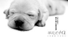 《导盲犬小Q》读后感_600字