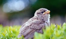 我喜欢的小麻雀_800字